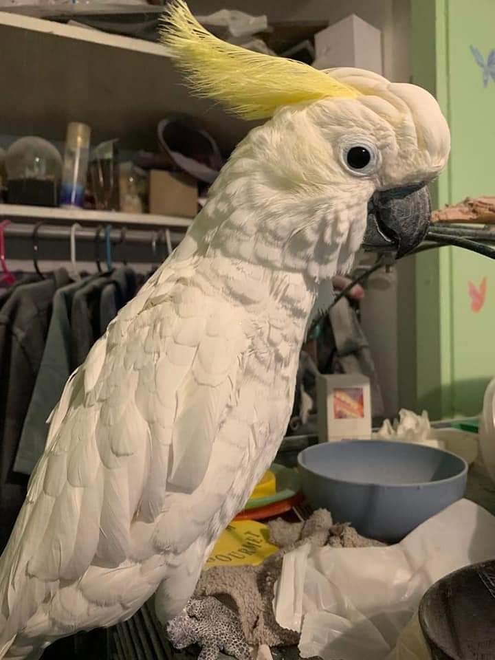 Stoli - Happy Pals Parrots Rescue and Rehabilitation